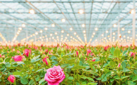 1605839026399732.png 112002.png